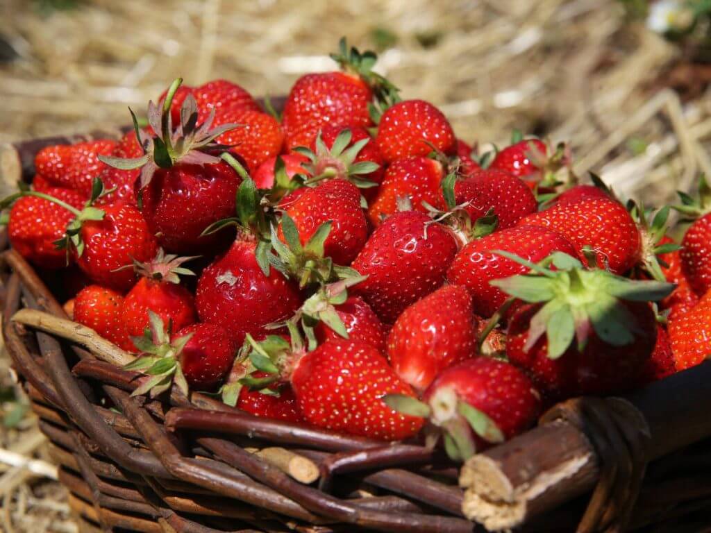 Panier de délicieuses fraises Françaises d'Alsace bien rouge et fraîchement cueillies